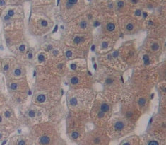 A Disintegrin And Metalloprotease 33 (ADAM33) Polyclonal Antibody - image 3