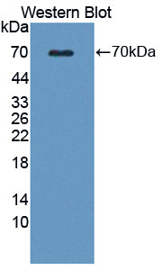 Wingless Type MMTV Integration Site Family, Member 16 (WNT16) Polyclonal Antibody - image 2