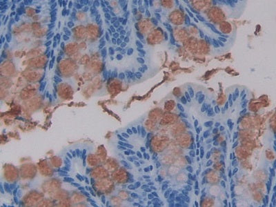 Wingless Type MMTV Integration Site Family, Member 16 (WNT16) Polyclonal Antibody - image 4