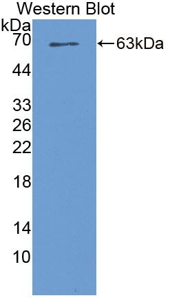 Serine/Threonine Kinase 39 (STK39) Polyclonal Antibody - image 2