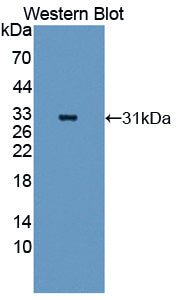 Angiopoietin Like Protein 5 (ANGPTL5) Polyclonal Antibody - image 2