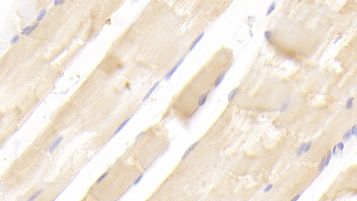 DABstainingonIHC-P.Samples:RatTissue)