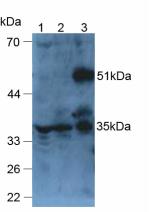 Western Blot; Sample: Recombinant ANGPTL6, Mouse.