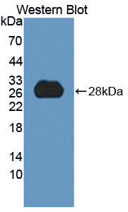 Angiopoietin Like Protein 6 (ANGPTL6) Polyclonal Antibody - image 2