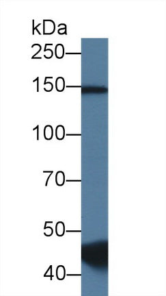 Western Blot; Sample: Recombinant protein.