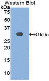 Leucine Rich Repeats And Immunoglobulin Like Domains Protein 3 (LRIG3) Polyclonal Antibody - image 2