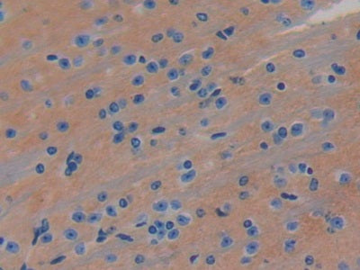 Leucine Rich Repeats And Immunoglobulin Like Domains Protein 3 (LRIG3) Polyclonal Antibody - image 4