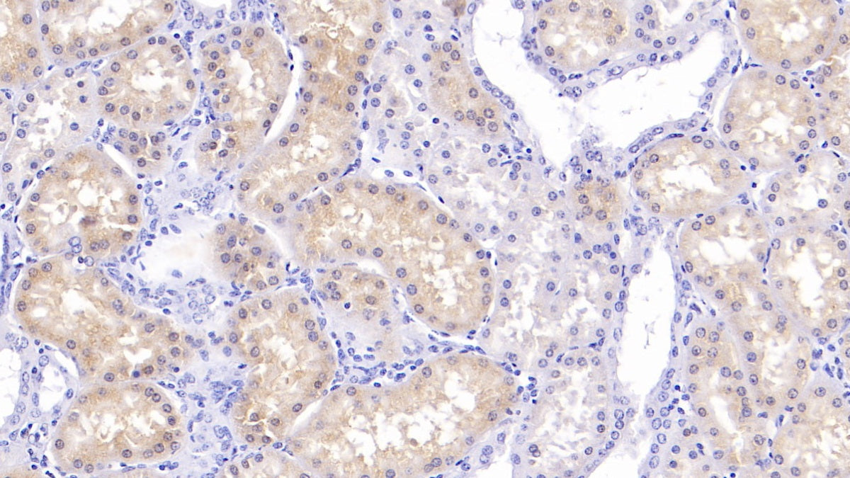 Retinol Binding Protein 7, Cellular (RBP7) Polyclonal Antibody - image 4