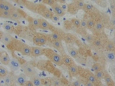 Src Homology 2 Domain Containing Adapter Protein B (SHB) Polyclonal Antibody - image 4