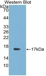 R-Spondin 1 (RSPO1) Polyclonal Antibody - image 2