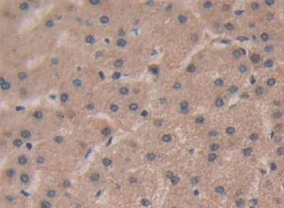 R-Spondin 1 (RSPO1) Polyclonal Antibody - image 4