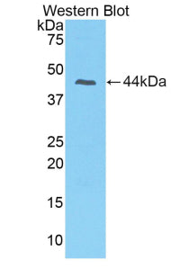 Western Blot; Sample: Rat Salivary glands lysate; ; Primary Ab: 2µg/ml Rabbit Anti-Rat PIP Antibody; Second Ab: 0.2µg/mL HRP-Linked Caprine Anti-Rabbit IgG Polyclonal Antibody;