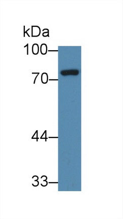 Western Blot; Sample: Recombinant protein.