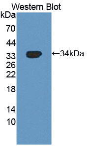 NUAK Family SNF1 Like Kinase 1 (NUAK1) Polyclonal Antibody - image 2