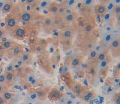 NADH Dehydrogenase, Quinone 1 (NQO1) Polyclonal Antibody - image 4