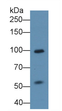 DAB staining on IHC-P; Samples: Porcine Spleen Tissue;  Primary Ab: 20µg/ml   Rabbit Anti-Human NFATC2 Antibody Second Ab: 2µg/mL HRP-Linked Caprine Anti-Rabbit IgG Polyclonal Antibody