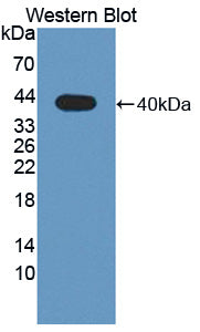 Wingless Type MMTV Integration Site Family, Member 4 (WNT4) Polyclonal Antibody - image 2