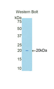 V-Myc Myelocytomatosis Viral Oncogene Homolog 1, Lung Carcinoma Derived (MYCL1) Polyclonal Antibody - image 3