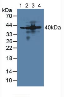 Western Blot; Sample: Recombinant AIMP1, Mouse.