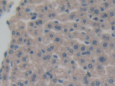 DAB staining on IHC-P; Samples: Mouse Kidney Tissue.