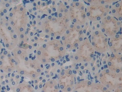 Aminoacyl tRNA Synthetase Complex Interacting Multifunctional Protein 1 (AIMP1) Polyclonal Antibody - image 5