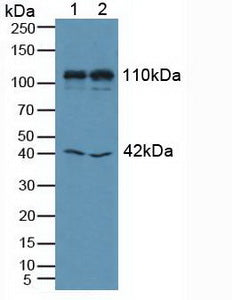 Western Blot; Sample: Recombinant MIB1, Human.