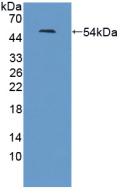 Leucine Rich Repeat Neuronal Protein 1 (LRRN1) Polyclonal Antibody - image 2