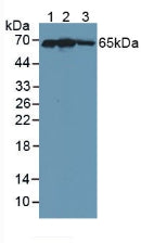 Knockout Varification: ; Lane 1: Wild-type 293T cell lysate; ; Lane 2: KEAP1 knockout 293T cell lysate; ; Predicted MW: 70kd ; Observed MW: 65kd; Primary Ab: 1µg/ml Rabbit Anti-Human KEAP1 Antibody; Second Ab: 0.2µg/mL HRP-Linked Caprine Anti-Rabbit IgG Polyclonal Antibody;