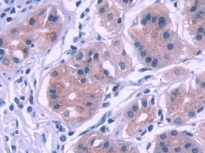 Kelch Like ECH Associated Protein 1 (KEAP1) Polyclonal Antibody - image 4