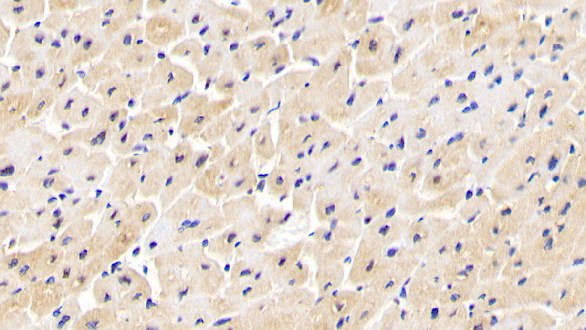 Inositol Polyphosphate-4-Phosphatase Type I 107kDa (INPP4A) Polyclonal Antibody - image 5
