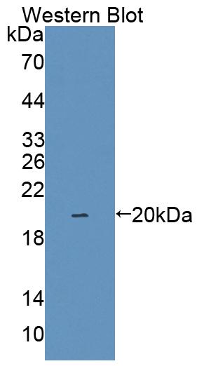 Interleukin 1 Family, Member 9 (IL1F9) Polyclonal Antibody - image 2