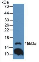 Western Blot; Sample: Recombinant IL1F9, Mouse.
