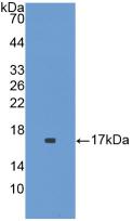 Interleukin 1 Family, Member 9 (IL1F9) Polyclonal Antibody - image 3
