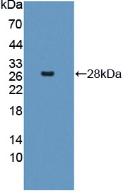 Interferon Induced Helicase C Domain Containing Protein 1 (IFIH1) Polyclonal Antibody - image 2