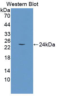 Growth Arrest And DNA Damage Inducible Protein Gamma (GADD45g) Polyclonal Antibody - image 2