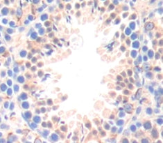 Growth Arrest And DNA Damage Inducible Protein Gamma (GADD45g) Polyclonal Antibody - image 3