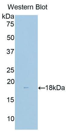 Delta Like 1 Homolog (dLK1) Polyclonal Antibody - image 2