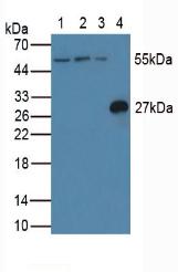 Western Blot; Sample: Recombinant CFLAR, Rat.
