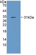 DAB staining on IHC-P; Samples: Rat Liver Tissue;  Primary Ab: 10µg/ml Rabbit Anti-Rat CFLAR Antibod