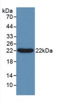 Western Blot; Sample: Porcine Cerebrum lysate; Primary Ab: 0.4μg/ml Rabbit Anti-Human Bcl2L2 Antibody; Second Ab: 0.2µg/mL HRP-Linked Caprine Anti-Rabbit IgG Polyclonal Antibody;