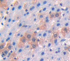 Alpha-2-Glycoprotein 1, Zinc Binding (aZGP1) Polyclonal Antibody - image 3