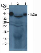 Western Blot; Sample: Recombinant aZGP1, Mouse.