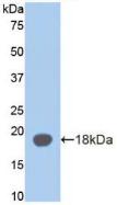 Alpha-2-Glycoprotein 1, Zinc Binding (aZGP1) Polyclonal Antibody - image 3