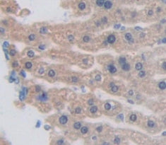 Alpha-2-Glycoprotein 1, Zinc Binding (aZGP1) Polyclonal Antibody - image 4
