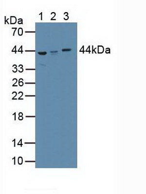 Western Blot; Sample: Recombinant aZGP1, Human.