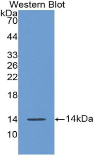 Western Blot; Sample: Human Serum; ; Primary Ab: 2µg/ml Rabbit Anti-Human AGGF1 Antibody; Second Ab: 0.2µg/mL HRP-Linked Caprine Anti-Rabbit IgG Polyclonal Antibody;