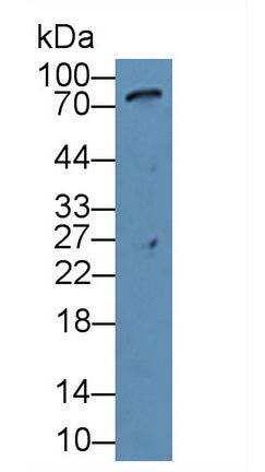 Used in DAB staining on fromalin fixed paraffin-embedded Intestine tissue