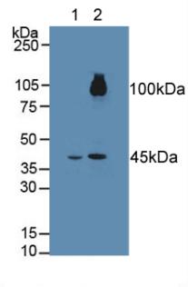 Western Blot; Sample: Recombinant FGFRL1, Rat.