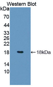 Programmed Cell Death Protein 5 (PDCD5) Polyclonal Antibody - image 2