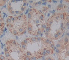 Programmed Cell Death Protein 5 (PDCD5) Polyclonal Antibody - image 3